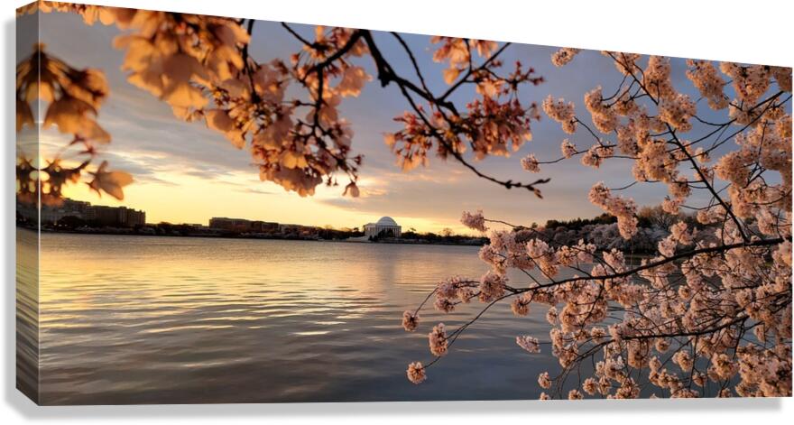 cherryblossom20 Canvas Print