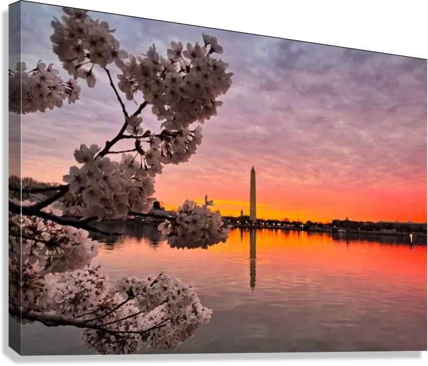 Cherryblossoms66 Canvas Print