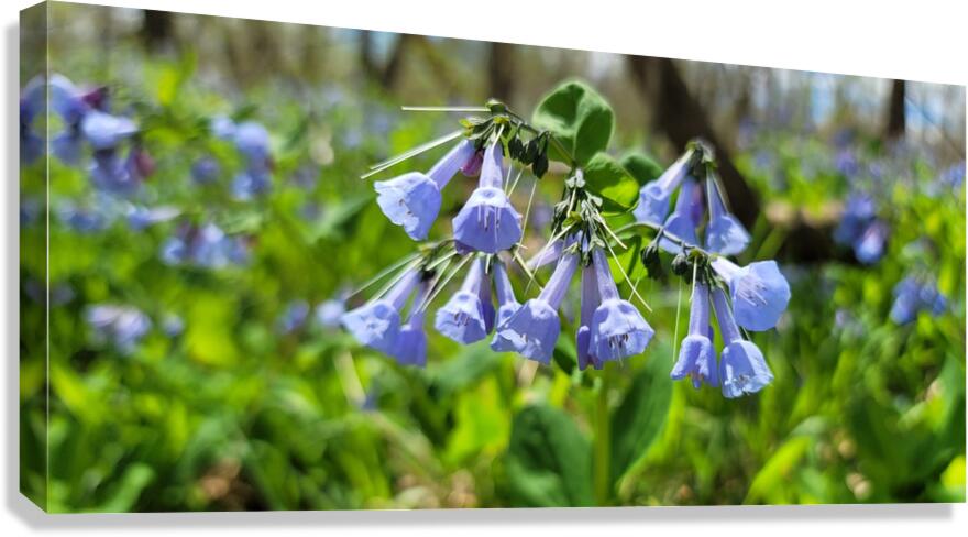 bluebell Canvas Print