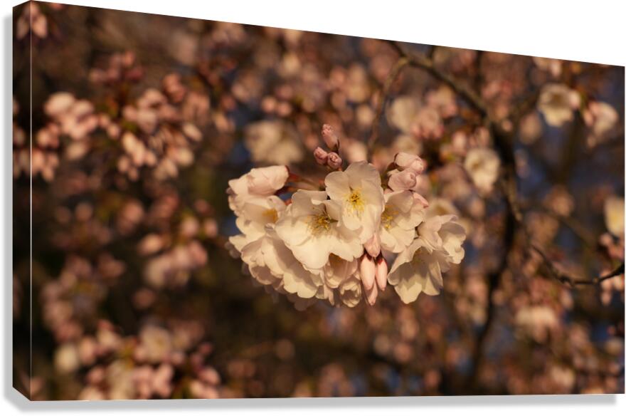 cherryblossom16 Canvas Print