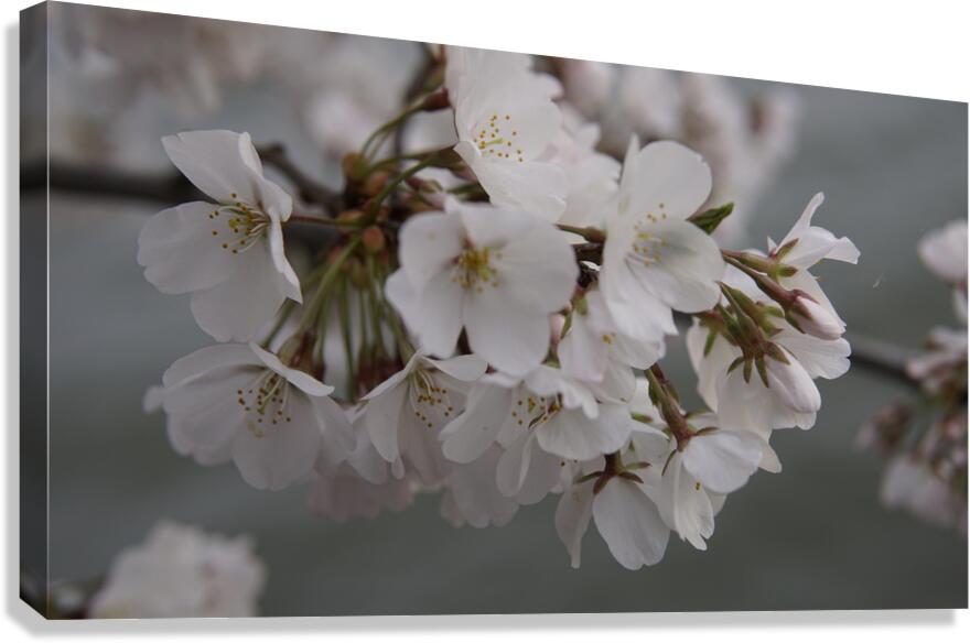 cherryblossom11 Canvas Print