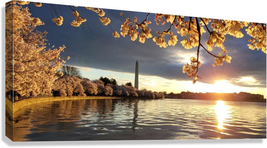 cherryblossoms20 Canvas Print