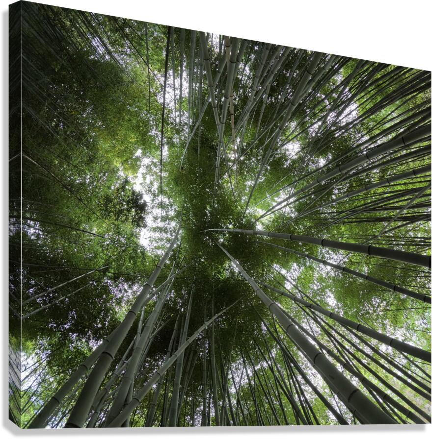 bamboo Canvas Print