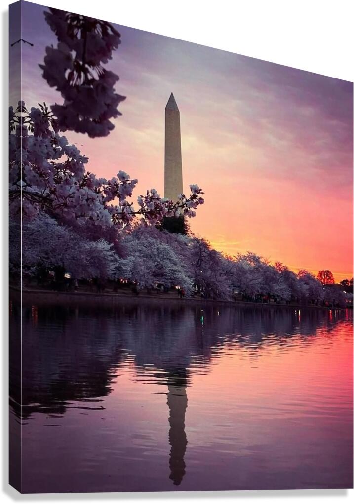 Cherryblosdoms56 Canvas Print
