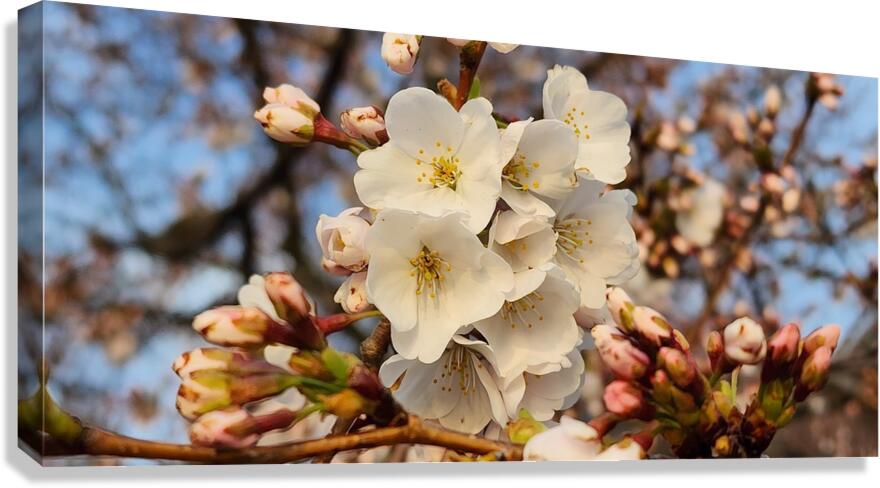 cherryblossom26 Canvas Print