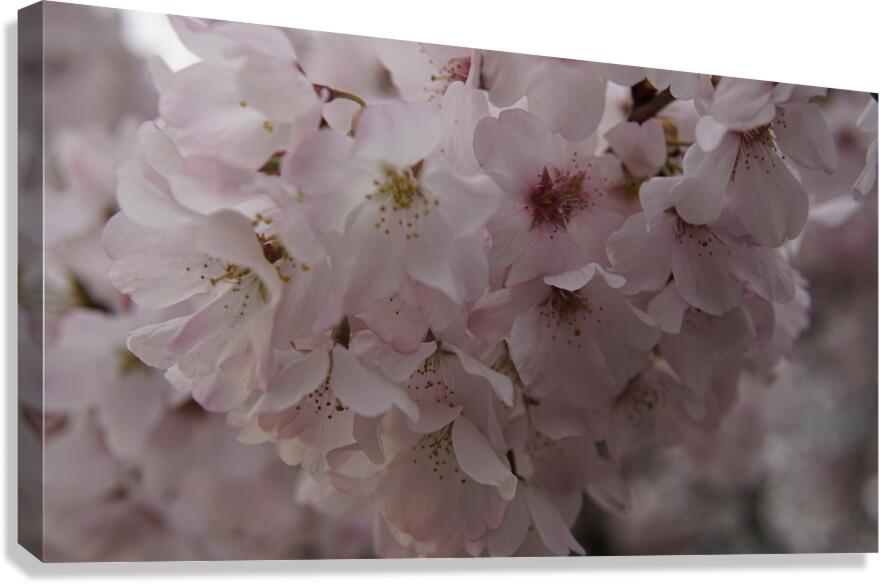 cherryblossom10 Canvas Print