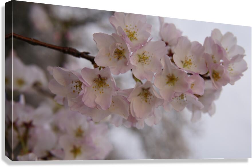 cherryblossom6 Canvas Print