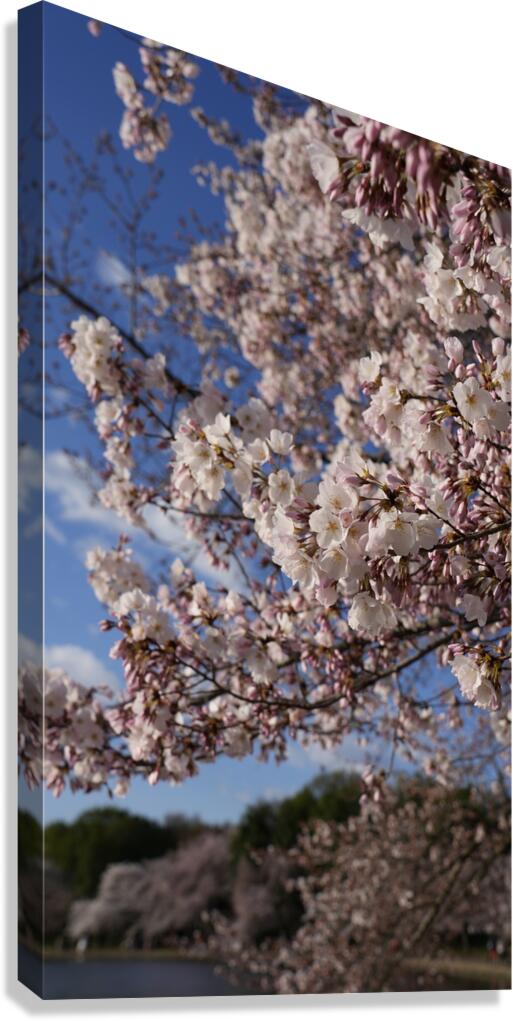 dc5 Canvas Print