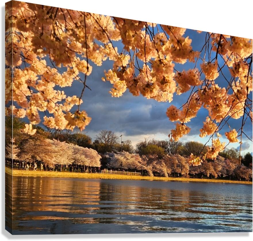 Cherryblossoms58 Canvas Print