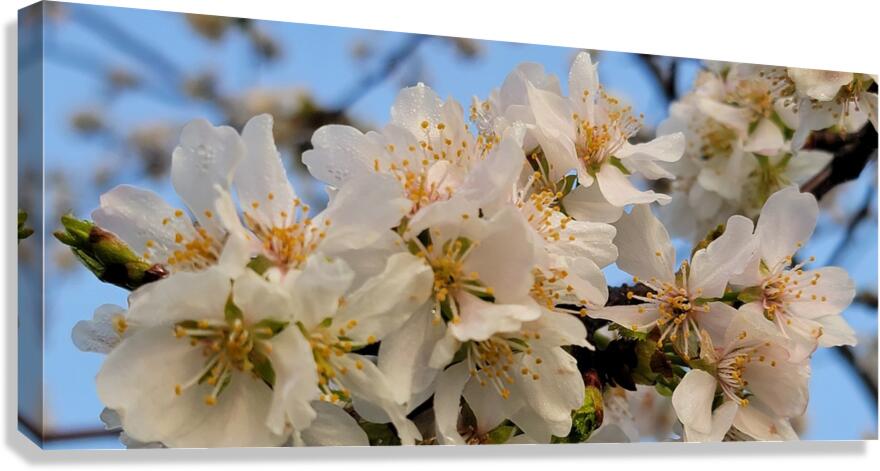 cherryblossoms28 Canvas Print