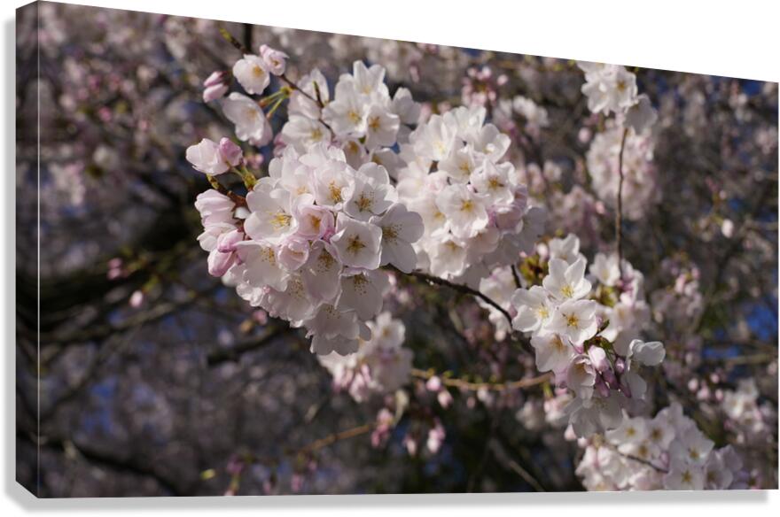 dc8 Canvas Print