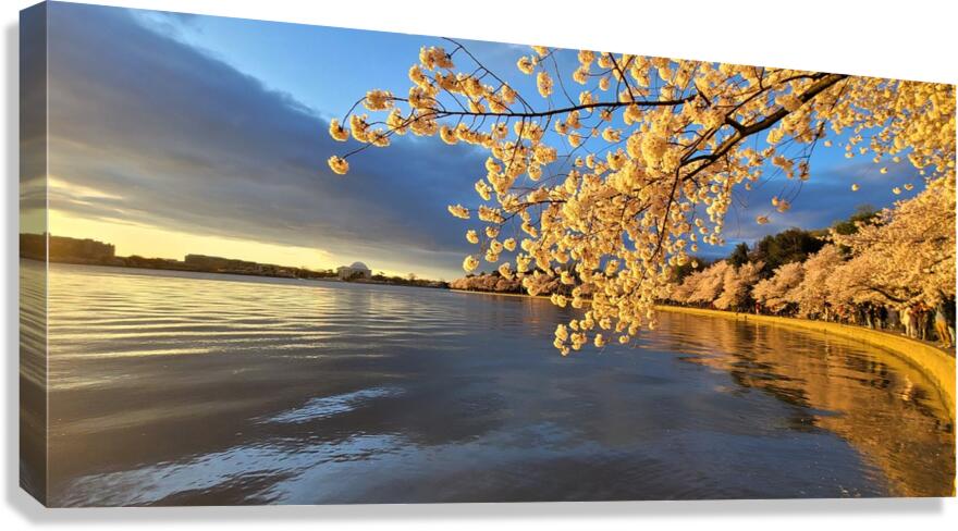 cherryblossoms11 Canvas Print