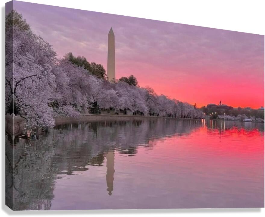 Cherryblossoms87 Canvas Print