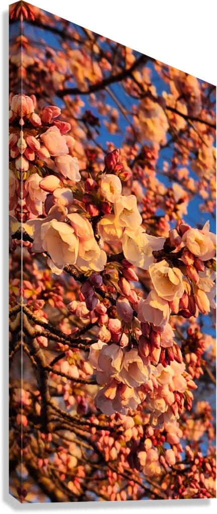 cherryblossoms27 Canvas Print