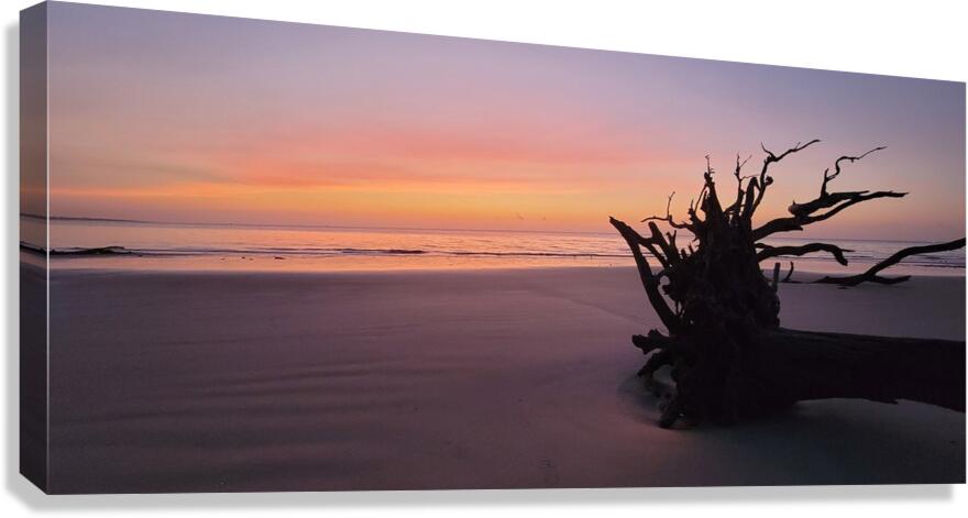driftwood4 Canvas Print