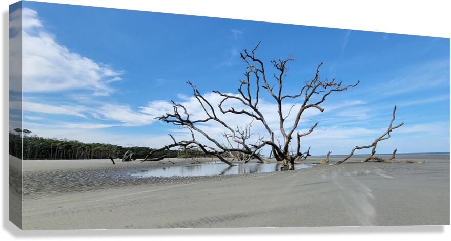 driftwood20 Canvas Print