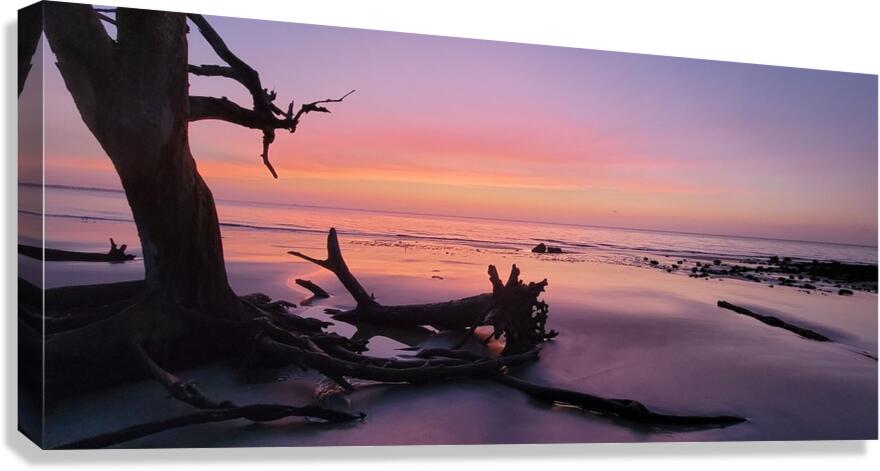 driftwoodbeach2 Canvas Print