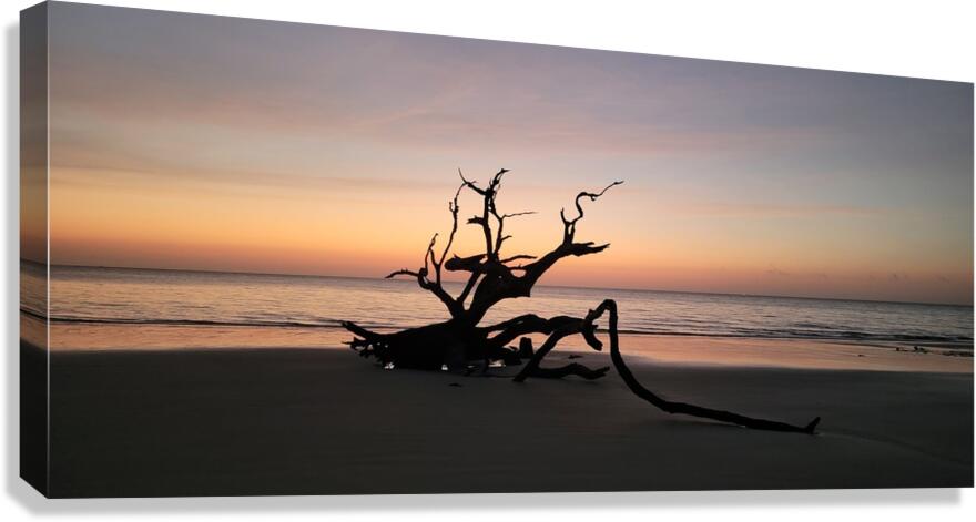 driftwood2 Canvas Print