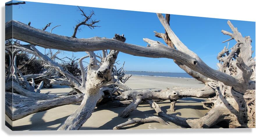 driftwood Canvas Print