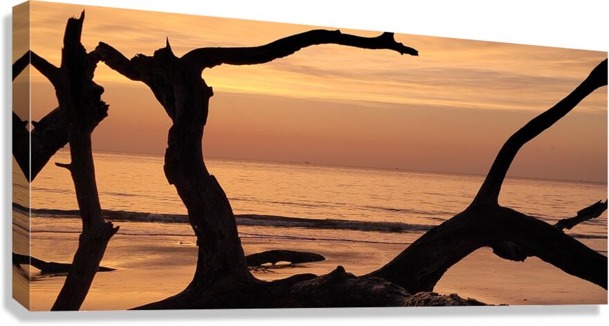 driftwood11 Canvas Print