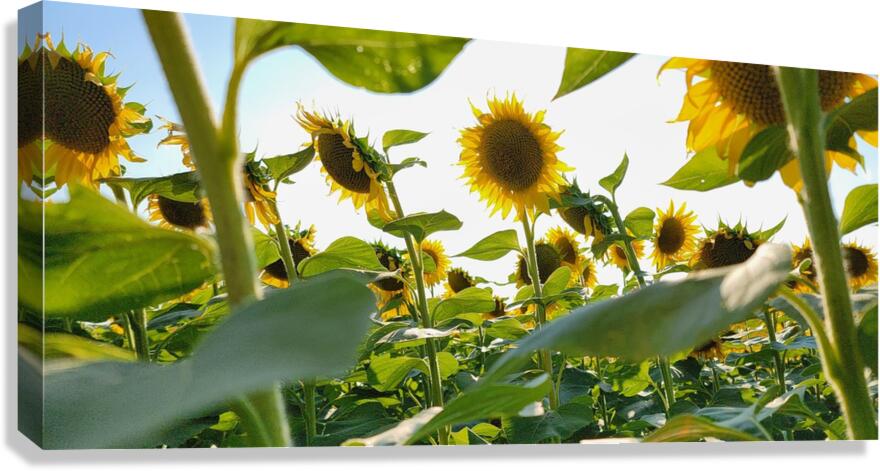 sunflower21 Canvas Print