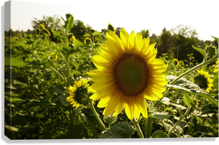 sunflower8 Canvas Print