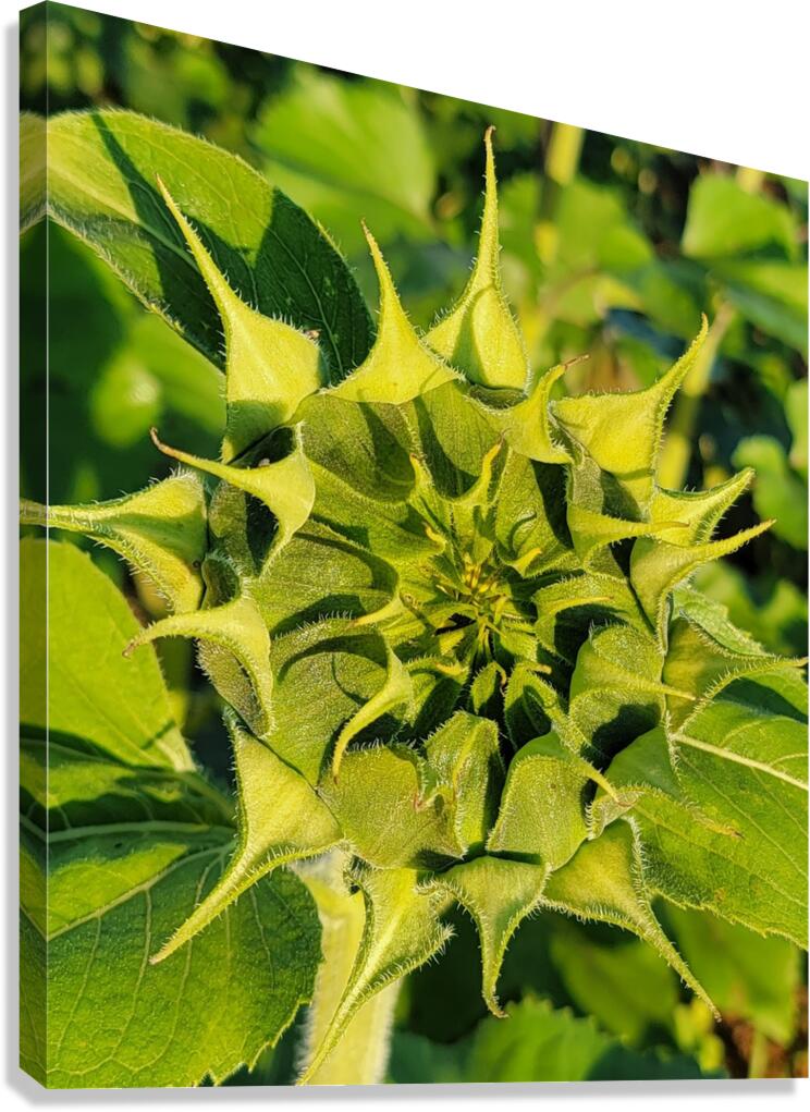 sunflower17 Canvas Print