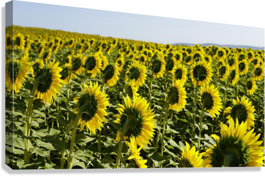 sunflower2 Canvas Print