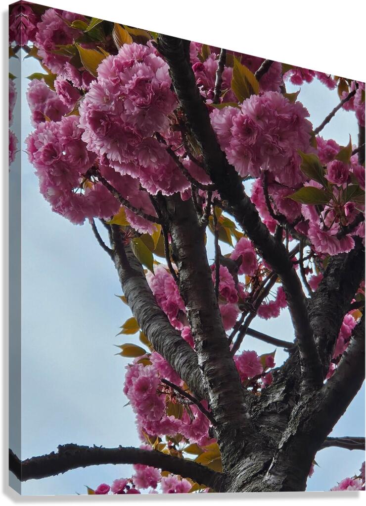 squirrelblossoms6 Canvas Print