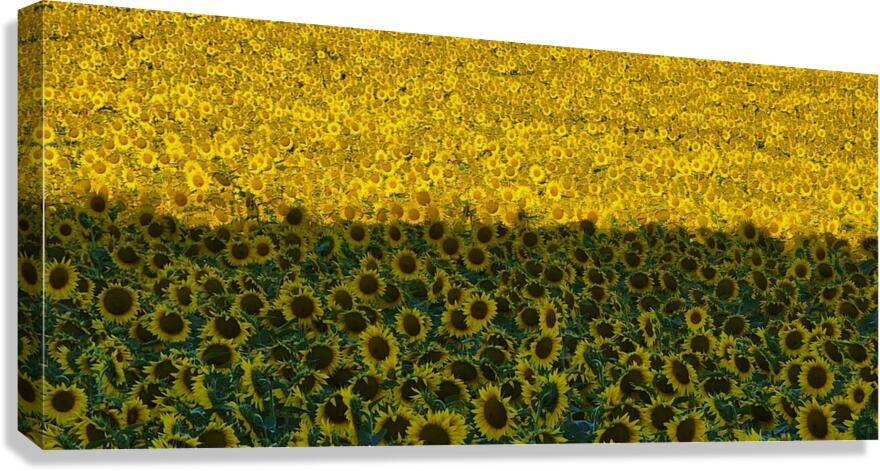 sunflower19 Canvas Print