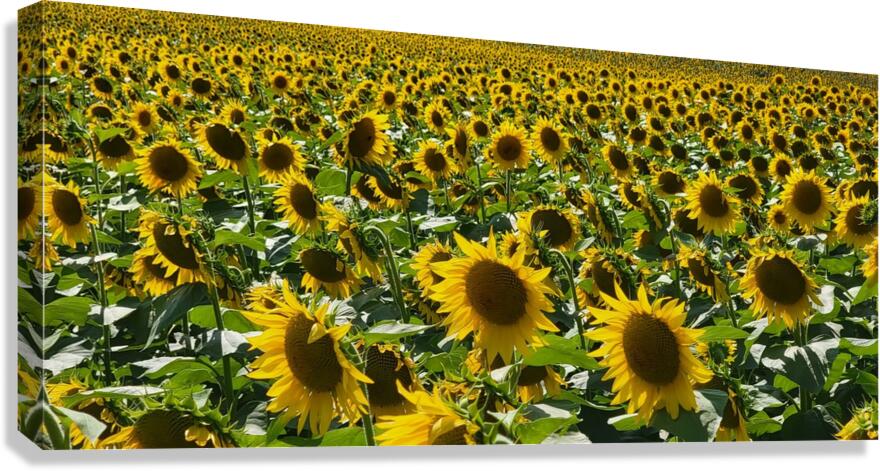 sunflower20 Canvas Print