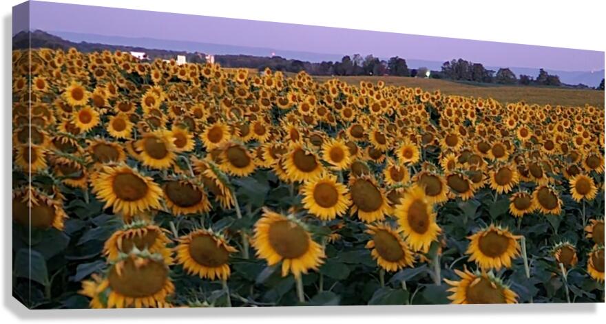 sunflower18 Canvas Print