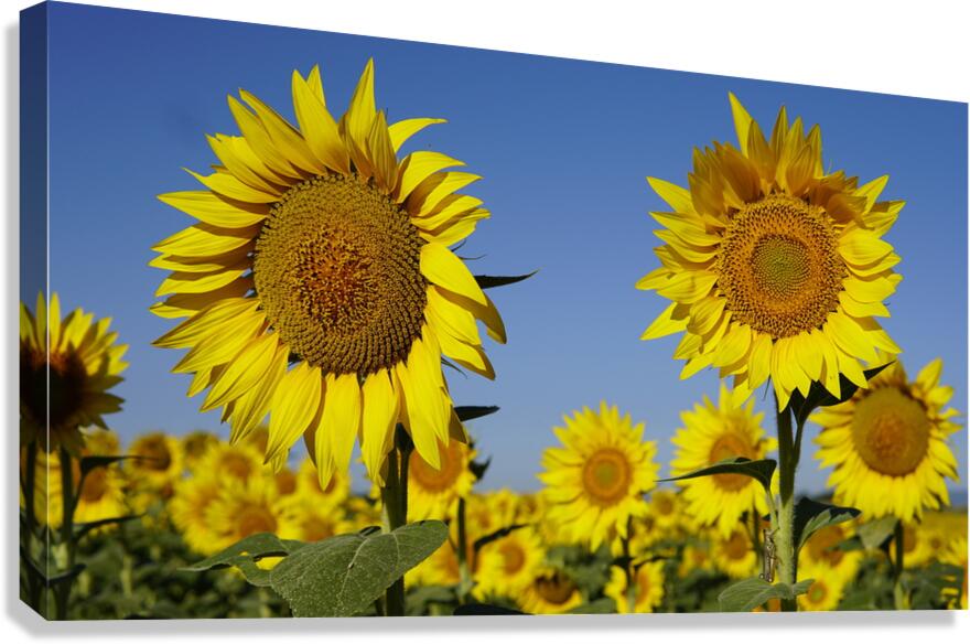 sunflower3 Canvas Print
