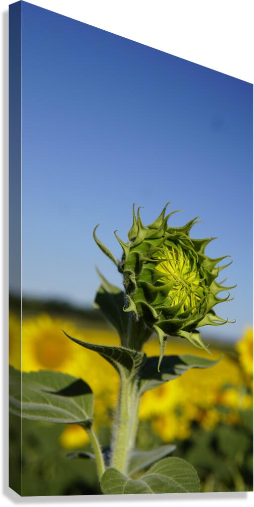 sunflower Canvas Print