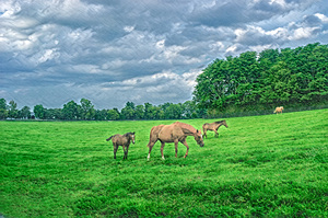 Horses in the Pasture
