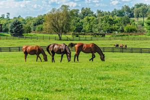 Thoroughbred Horses Grazing in Pasture