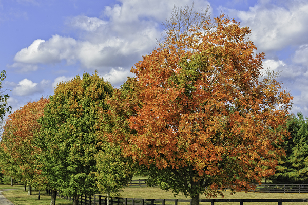 October Fall Colors by Barry Fowler