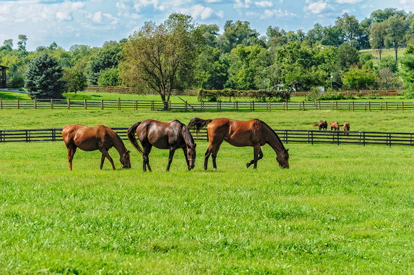 Thoroughbred Horses Grazing in Pasture by Barry Fowler