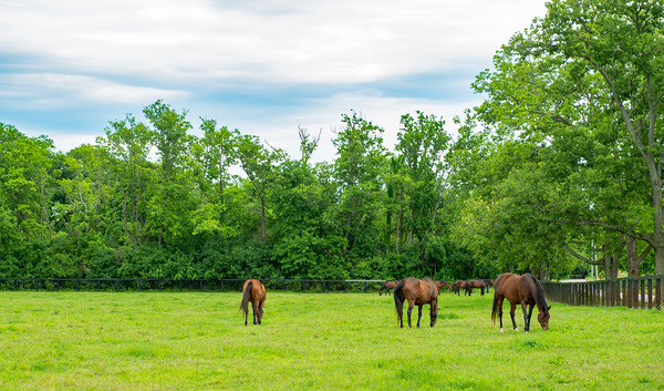 Horses by Barry Fowler