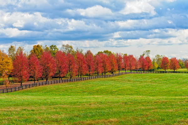Fall Colors by Barry Fowler