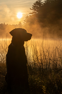 Faithful Companion