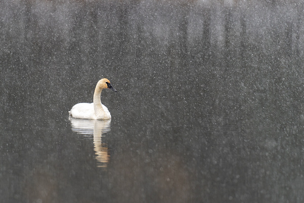 Winter Swan Print