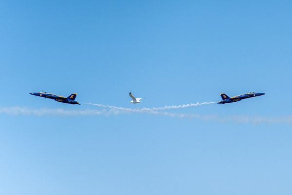 3 Birds by Matthew Lawrence