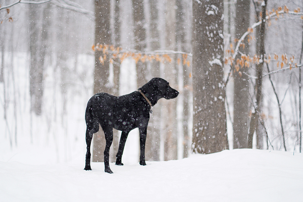 Hilltop Paws Print