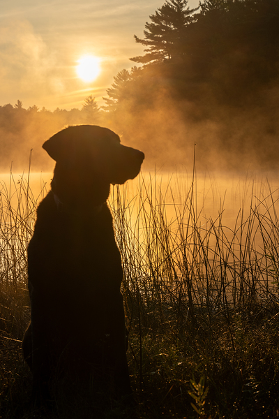 Faithful Companion by Matthew Lawrence