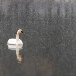 Winter Swan