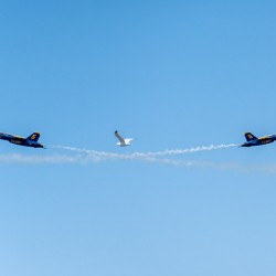 3 Birds