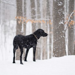 Hilltop Paws
