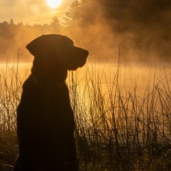 Faithful Companion