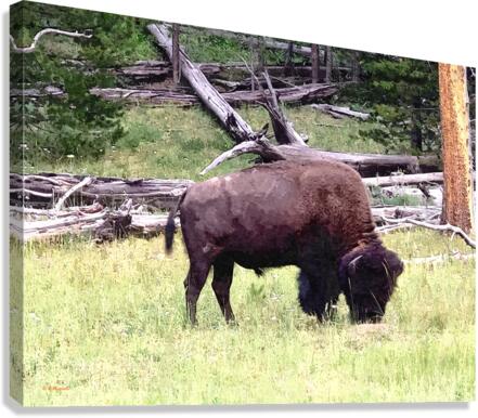 Buffalo Grazing Canvas Print
